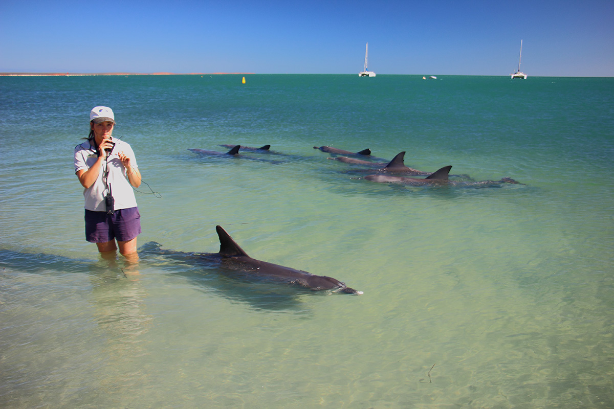 Marine biologist standing in knee deep water with dolphins